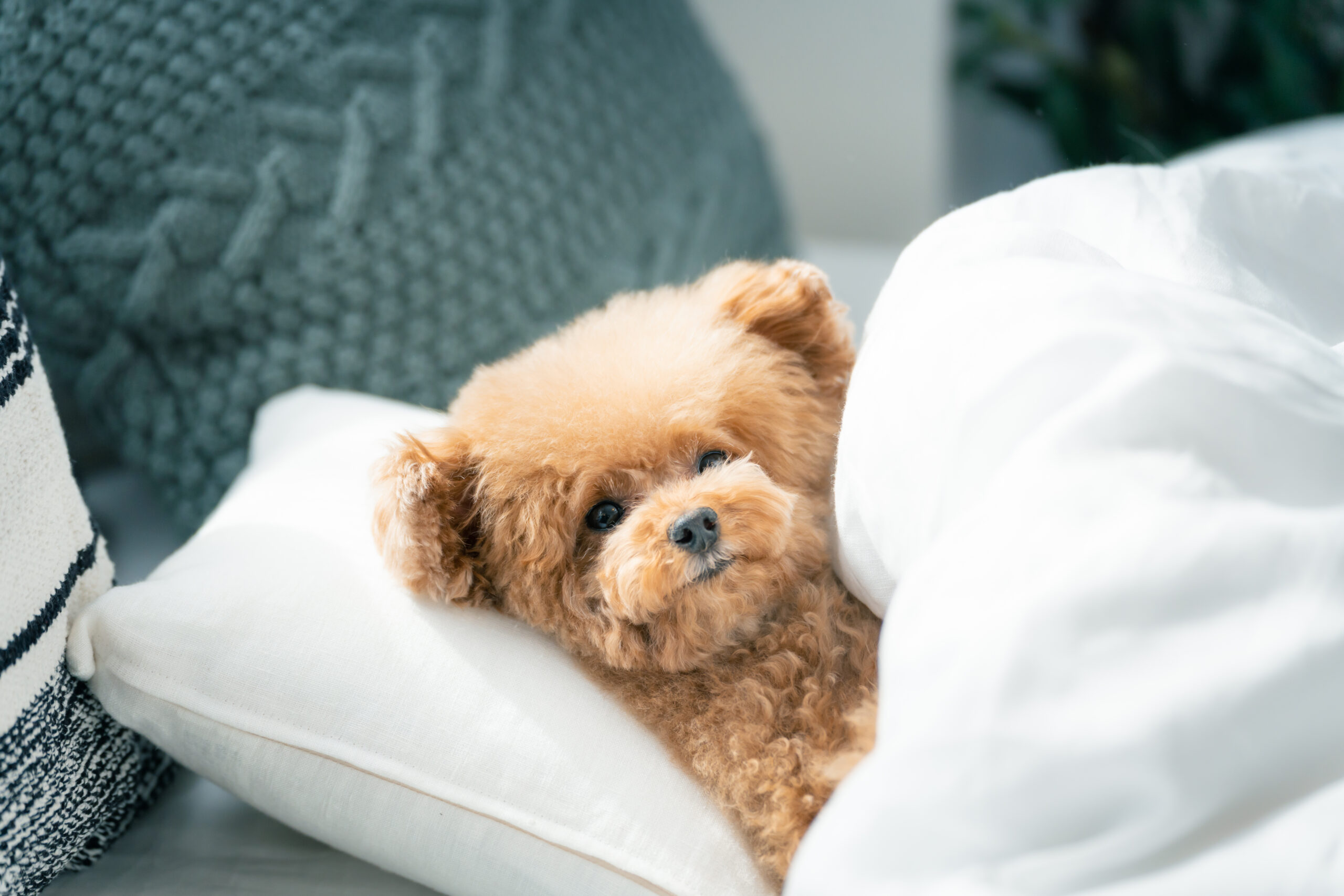 ベッドでぐっすり眠るぬいぐるみ
